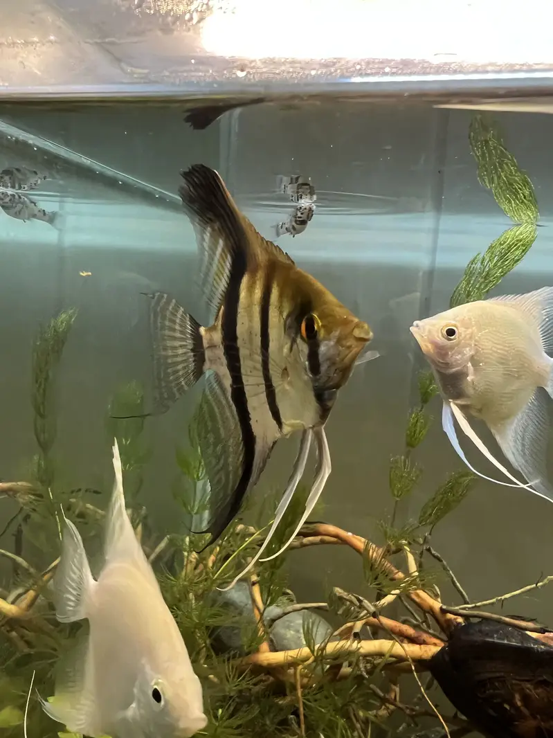 Angel fish platinum and marble and wild angel — photo 9
