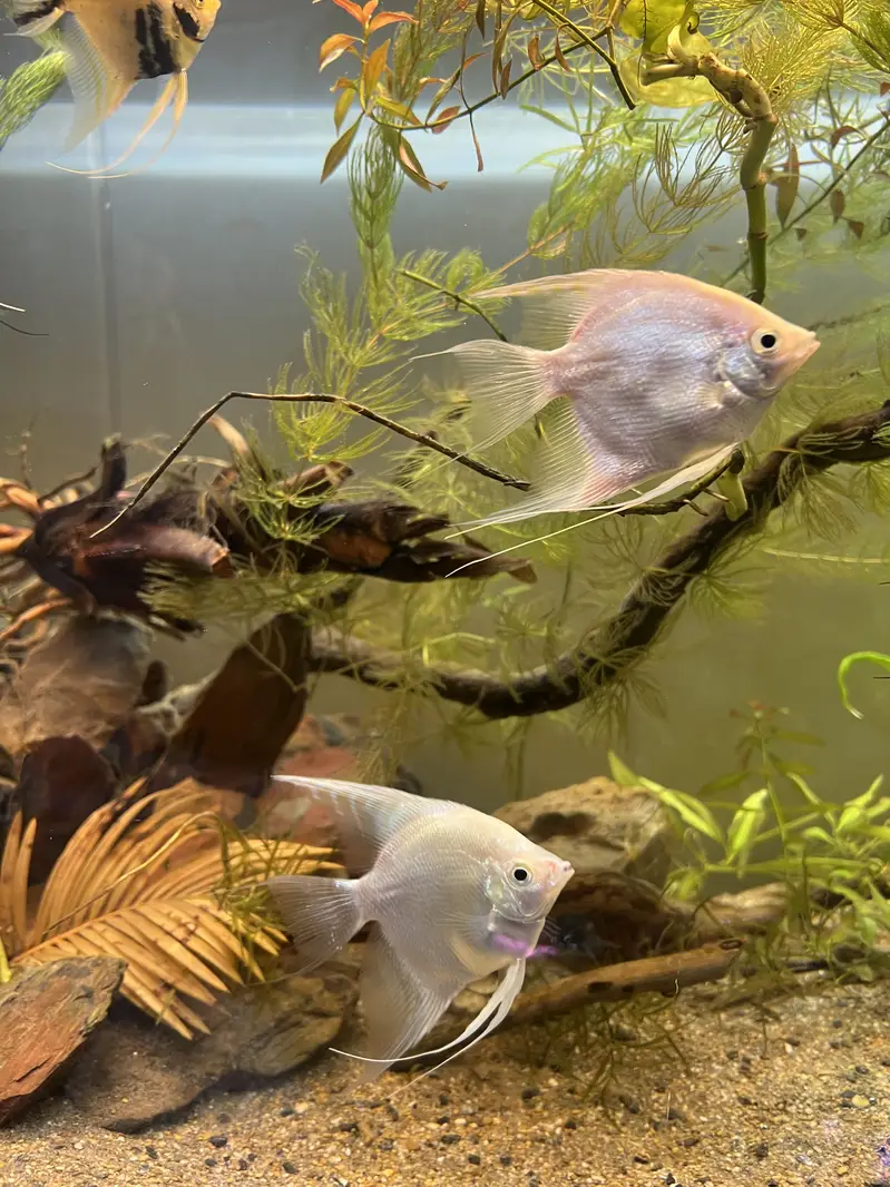 Angel fish platinum and marble and wild angel — photo 10