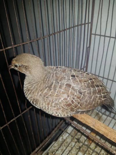 5 Months Old Male Teetar For Sale - Rawalpindi