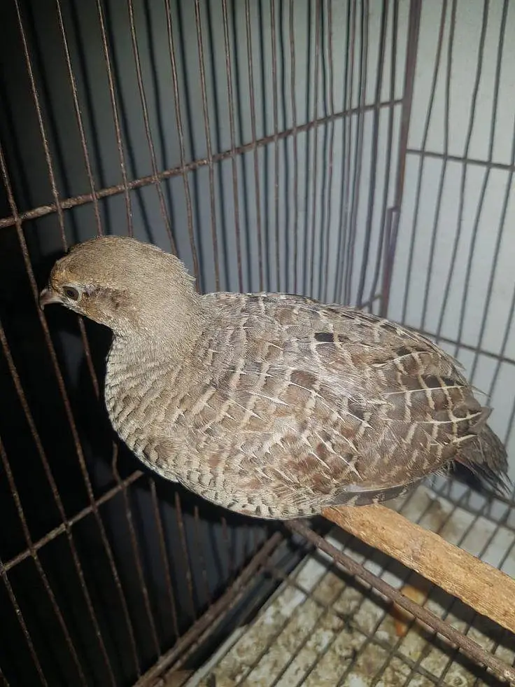 5 Months Old Male Teetar For Sale - Rawalpindi