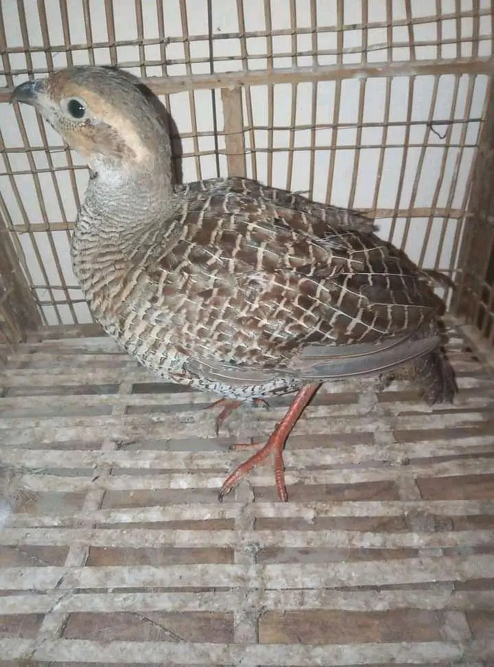 5 Months Old Male Teetar For Sale - Rawalpindi — photo 2