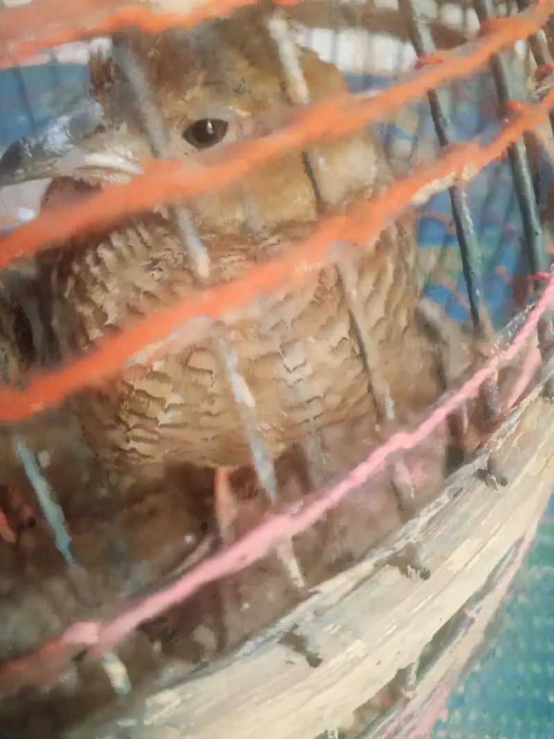 5 Months Old Male Teetar For Sale - Rawalpindi — photo 3
