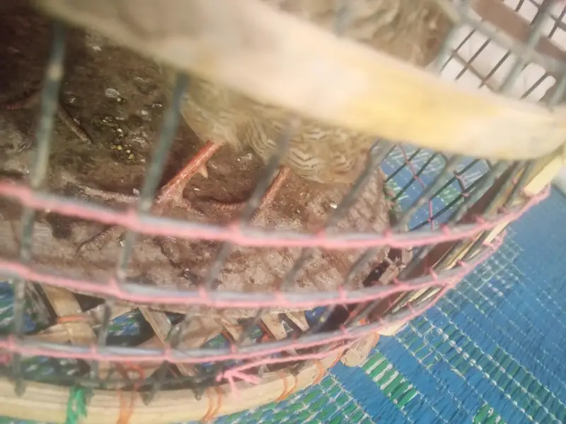 5 Months Old Male Teetar For Sale - Rawalpindi — photo 4