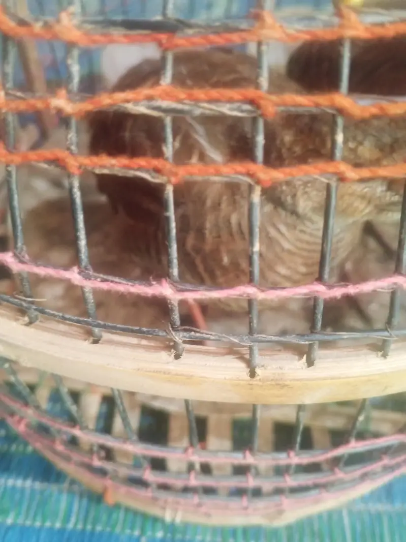 5 Months Old Male Teetar For Sale - Rawalpindi — photo 5