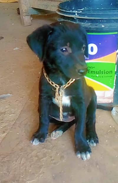 mini dog 03270677197