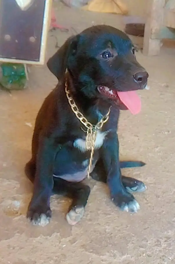 mini dog 03270677197 — photo 2