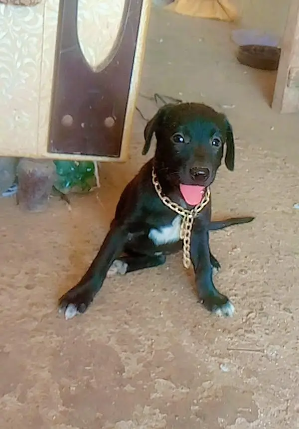 mini dog 03270677197 — photo 3