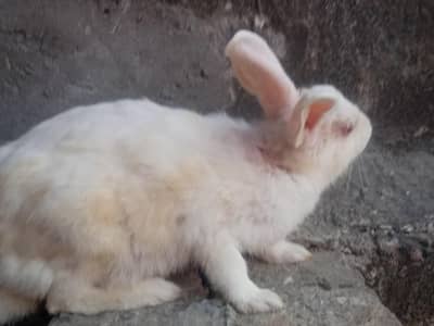 white rabbit red eye