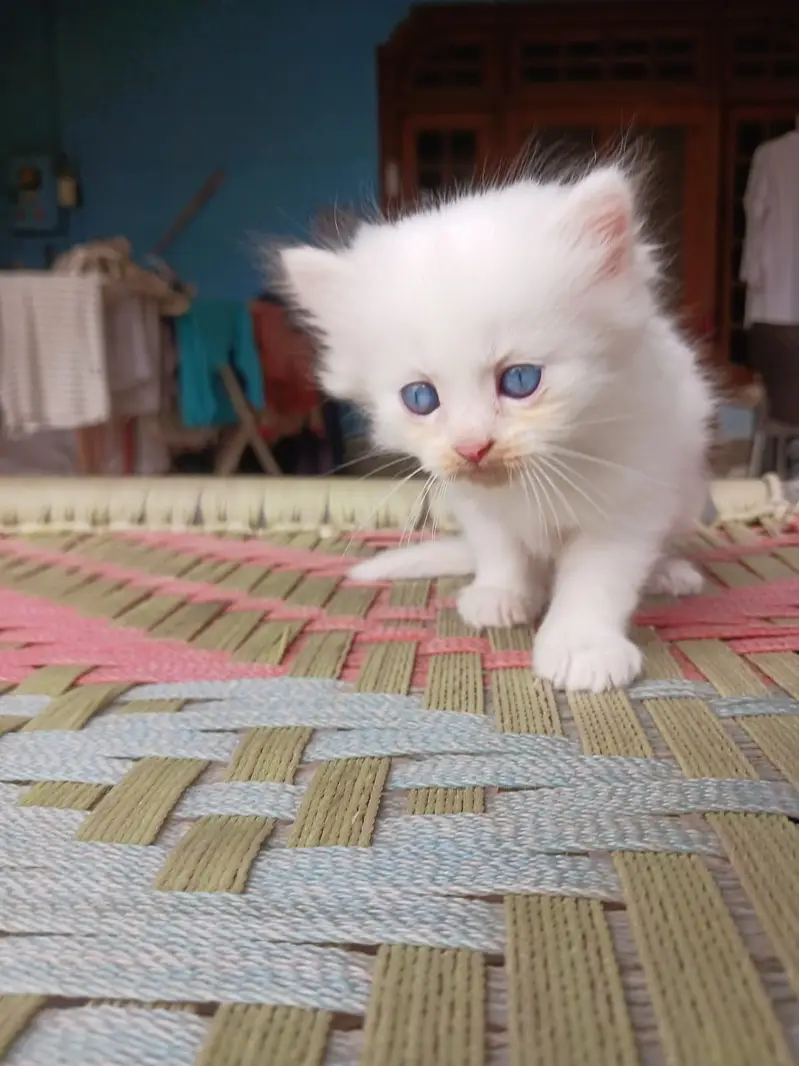 KITTENS FOR SALE — photo 4
