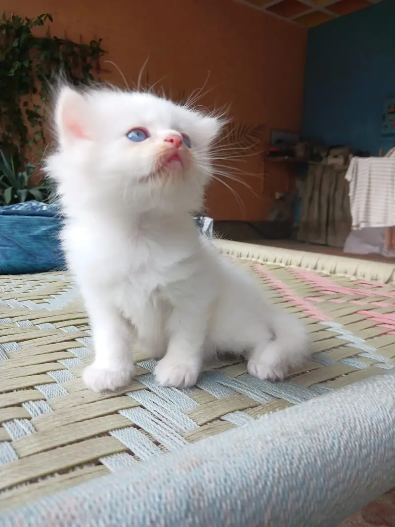 KITTENS FOR SALE — photo 5