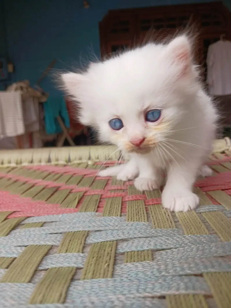 KITTENS FOR SALE — photo 6