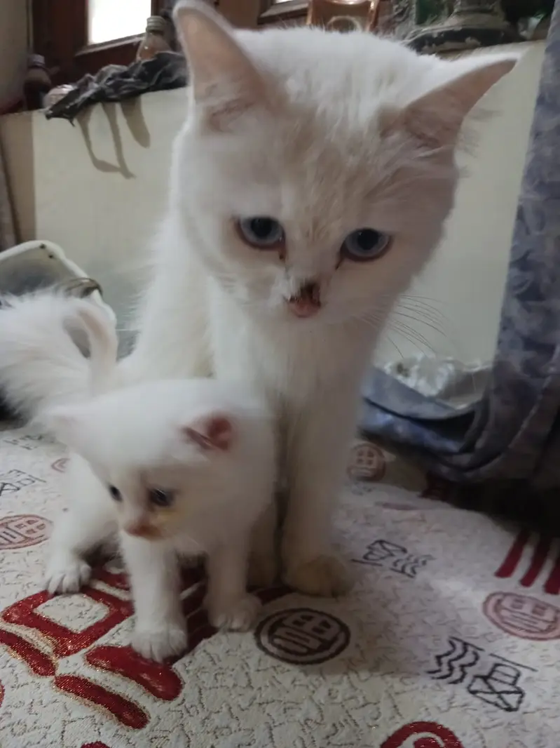 KITTENS FOR SALE — photo 7