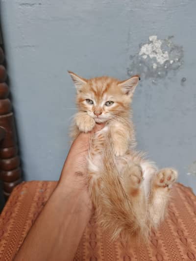 Pair Of Semi Persian Kittens