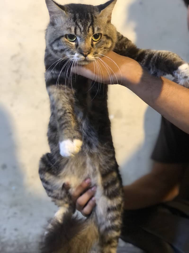 Cat persian 1