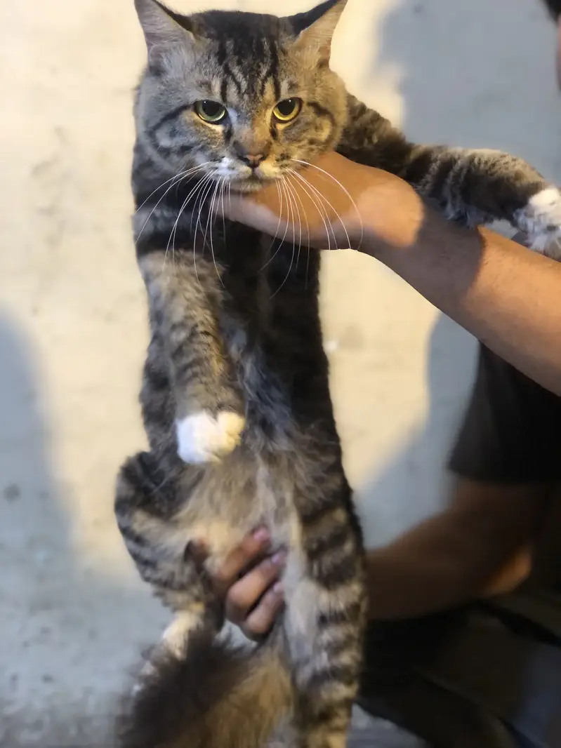 Cat persian — photo 2