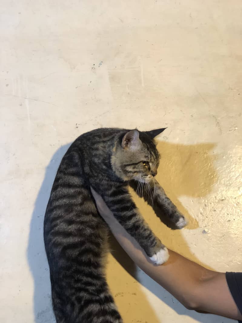 Cat persian 2