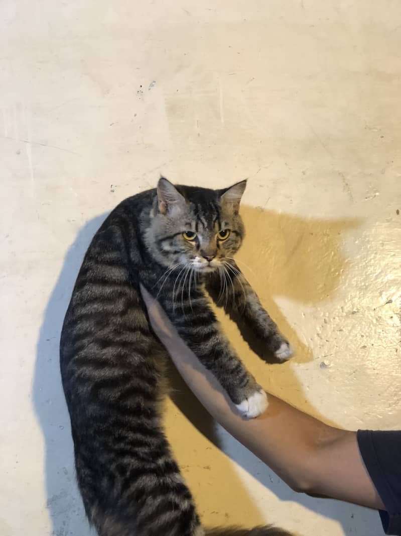 Cat persian 3