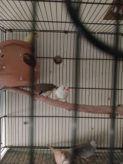 zebra finch for sale