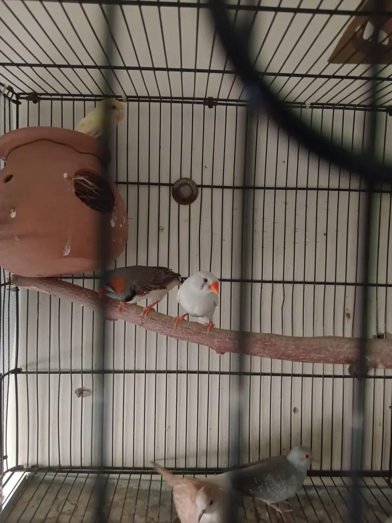 zebra finch for sale
