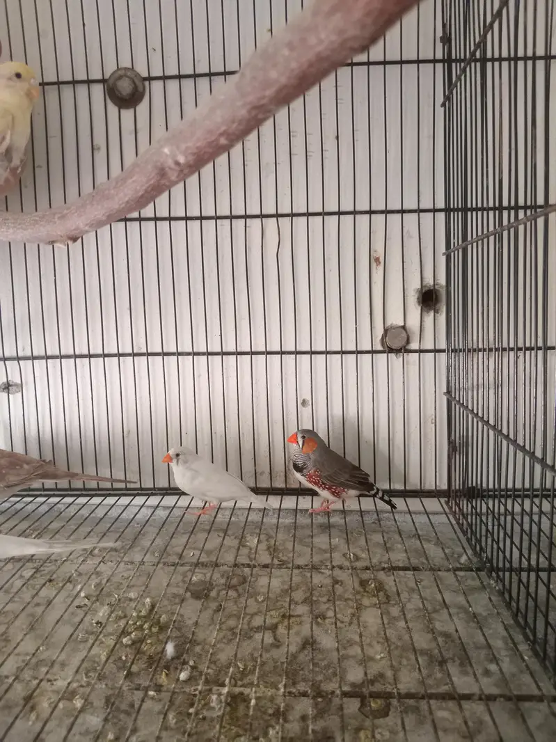 zebra finch for sale — photo 2
