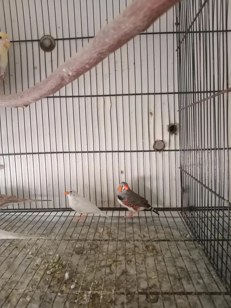 zebra finch for sale — photo 3