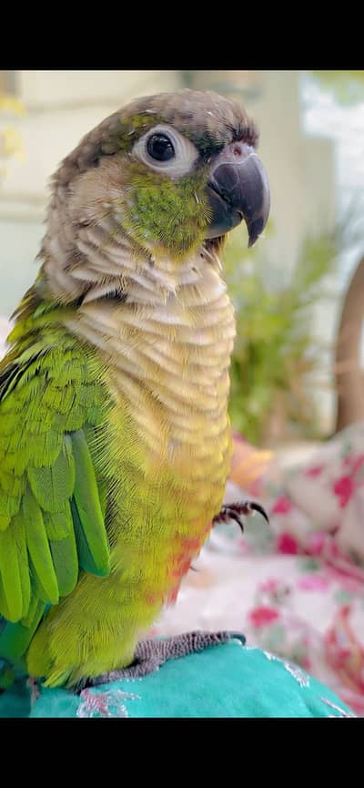 Greencheek Pineapple conure Name( ToTo)