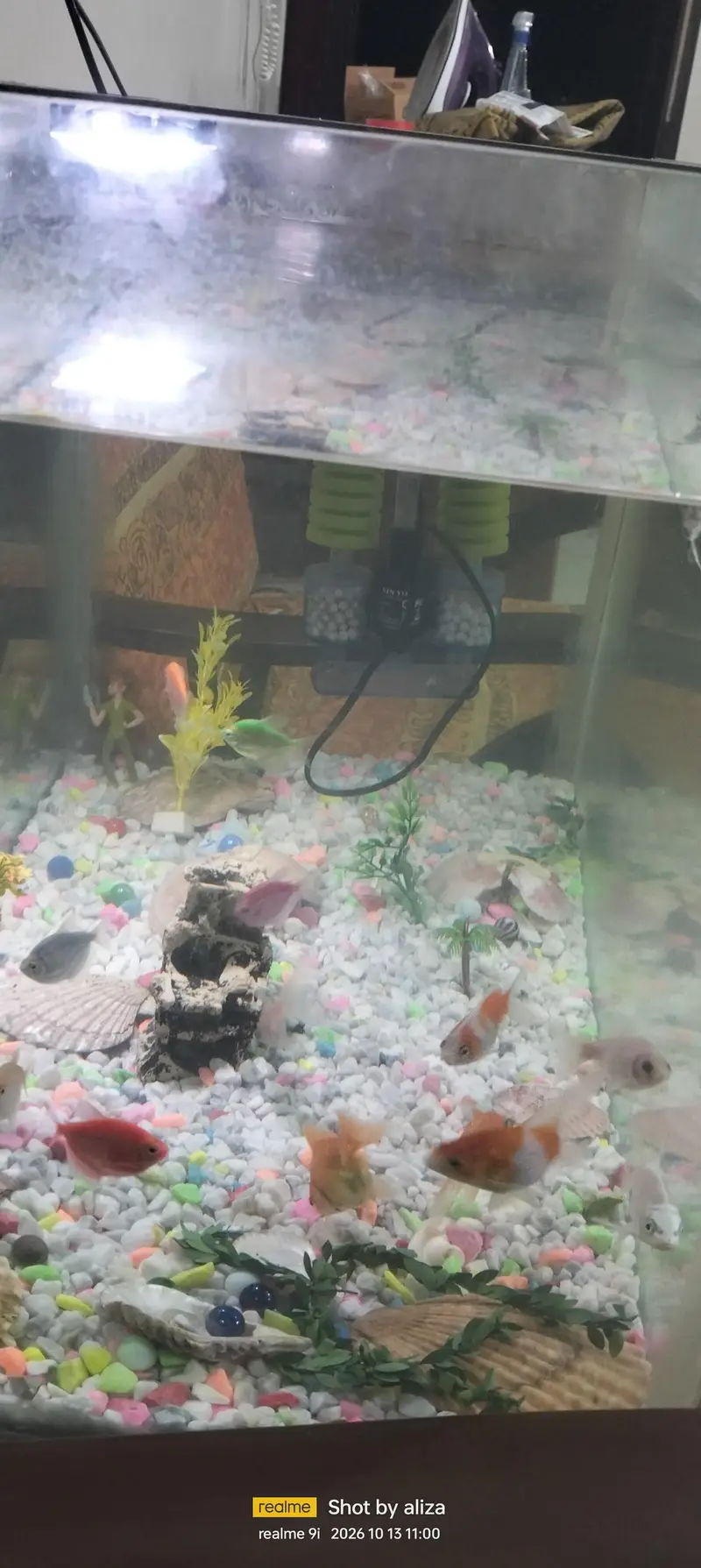 fishes with aquarium