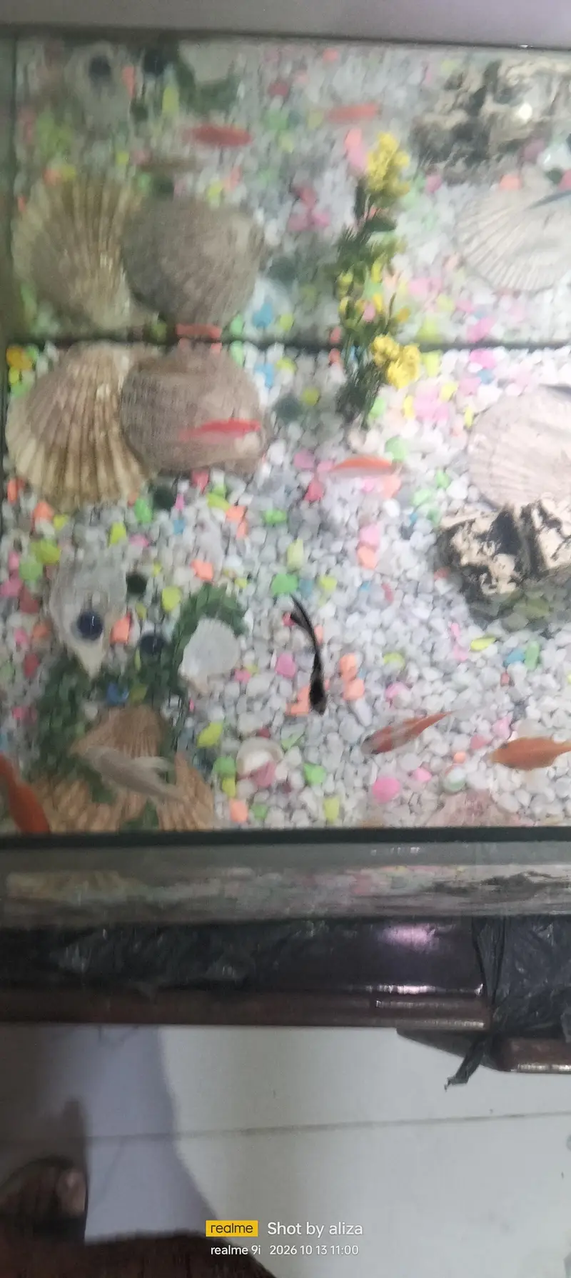 fishes with aquarium — photo 2