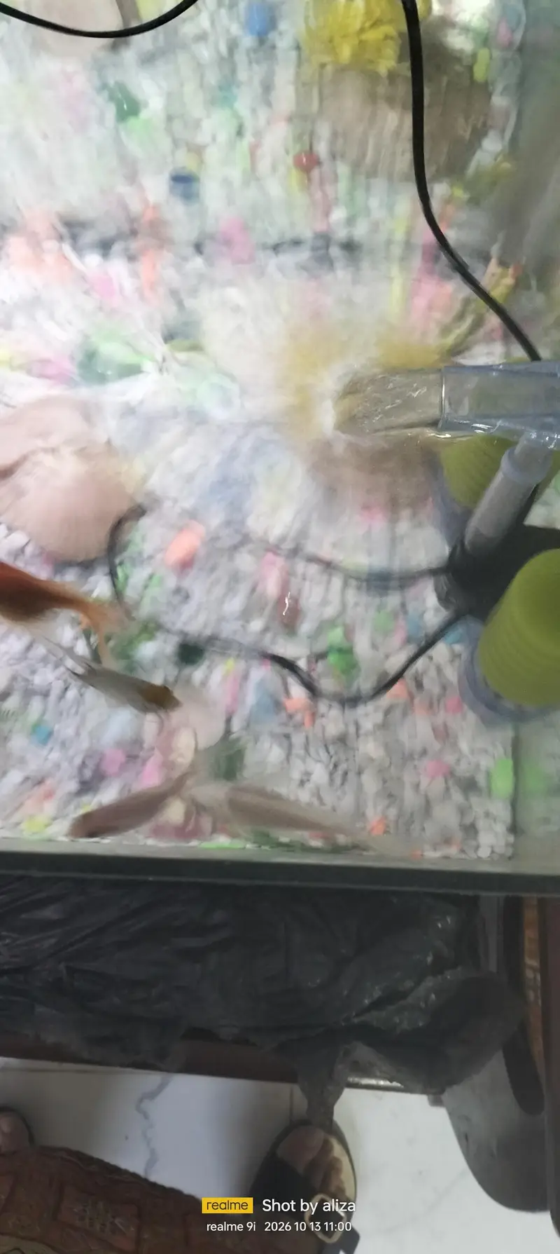 fishes with aquarium — photo 3