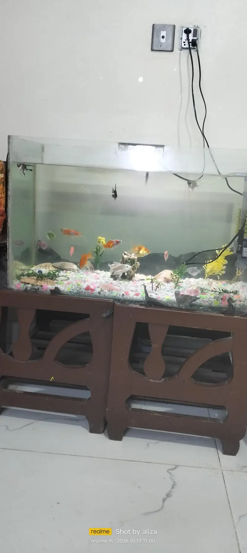 fishes with aquarium — photo 4