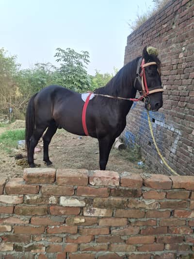 black horse