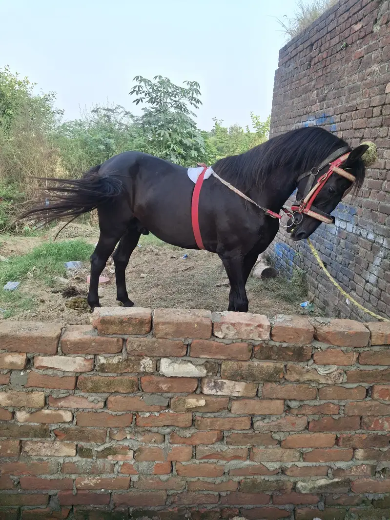 black horse — photo 2
