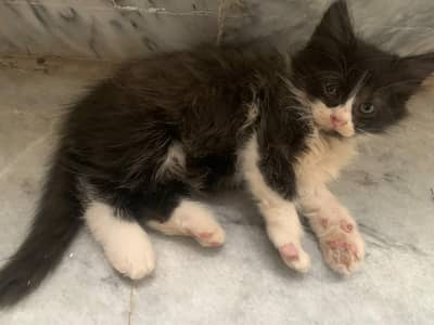 Black and white tuxedo Persian kitten for sale