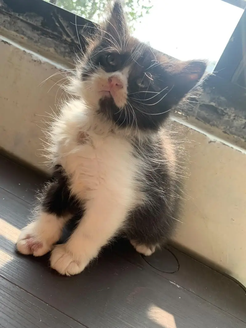 Black and white tuxedo Persian kitten for sale — photo 2