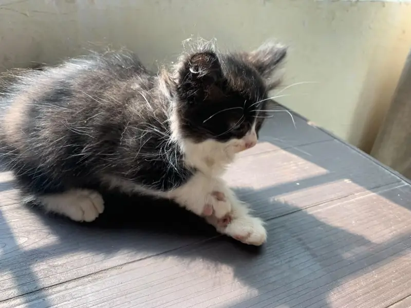 Black and white tuxedo Persian kitten for sale — photo 3