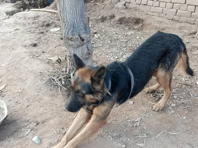 German shepherd dog