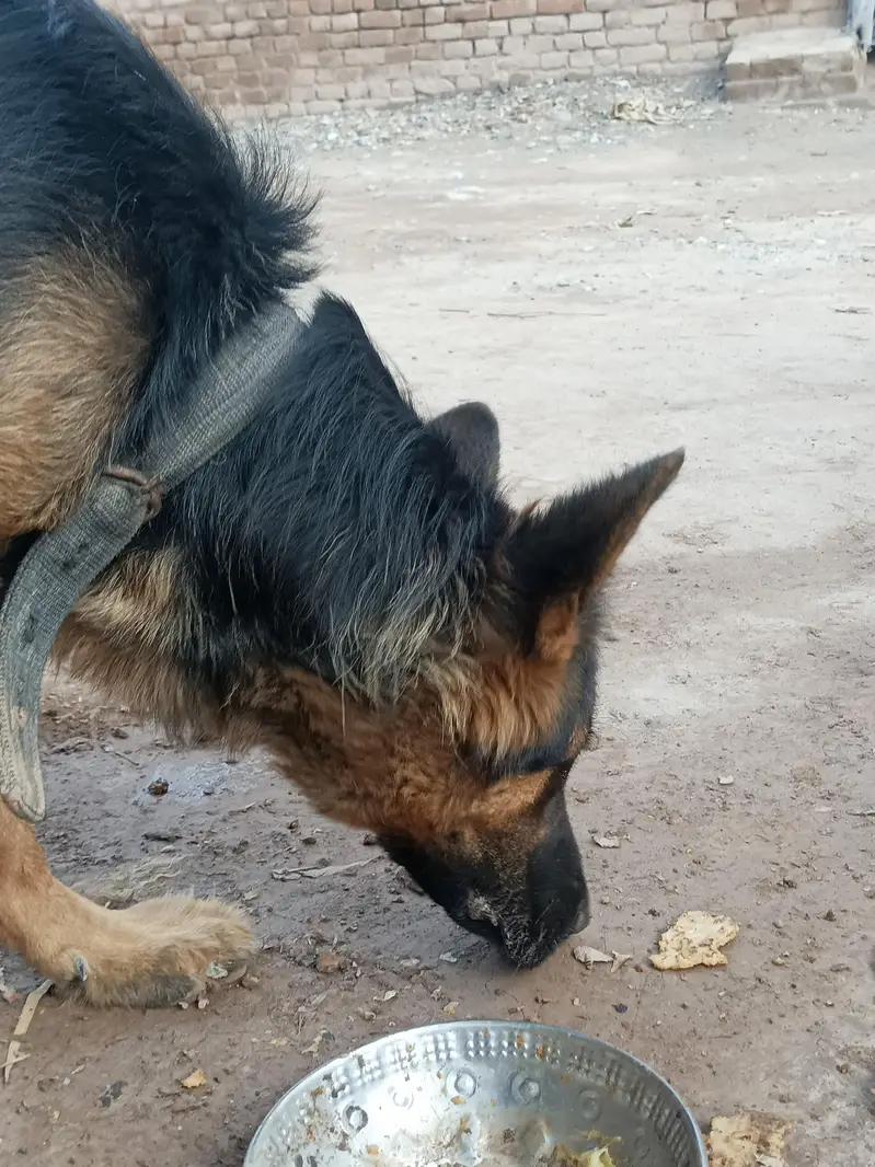 German shepherd dog — photo 2