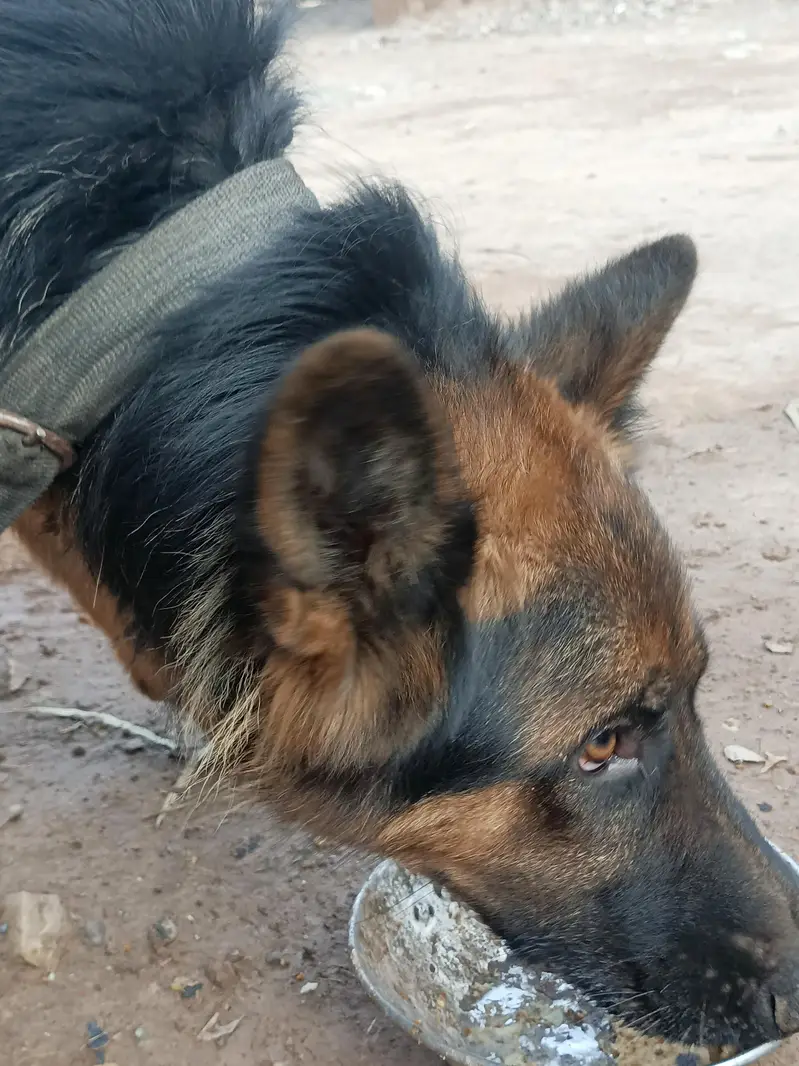 German shepherd dog — photo 3