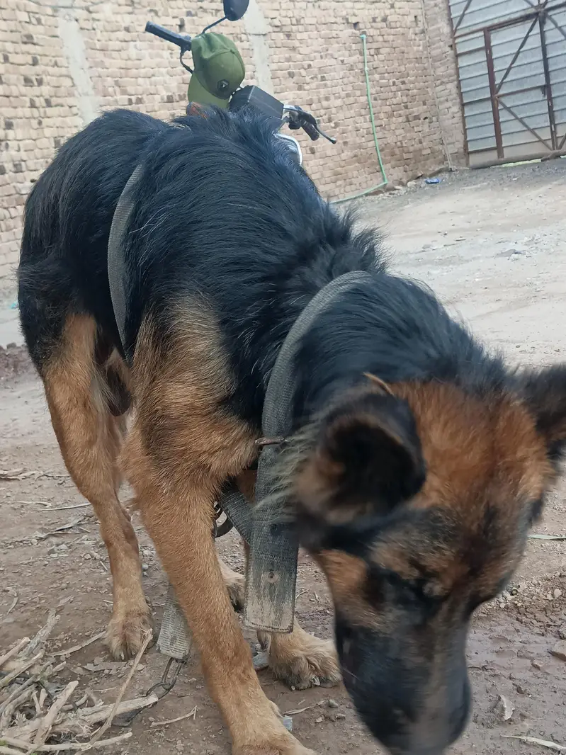 German shepherd dog — photo 4