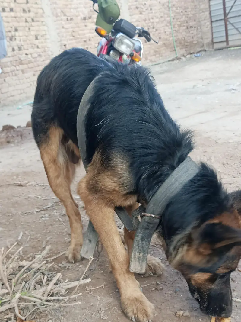 German shepherd dog — photo 5