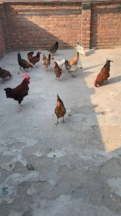 Desi murgi murgy