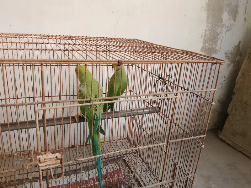 achcha pair hai Ande bache wala urgent sale — photo 2