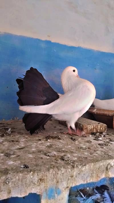 black tail jumboo size pair