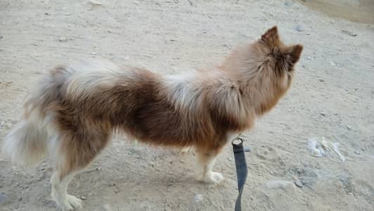 husky female