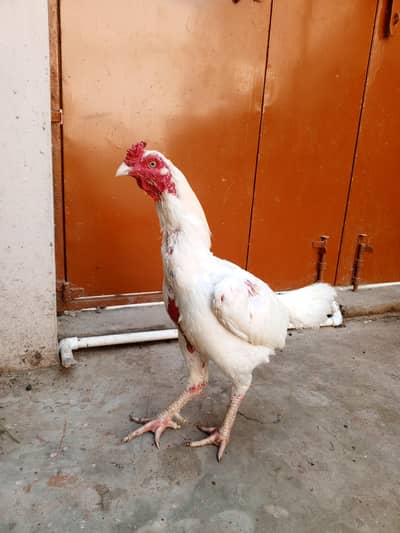 Heera Trio & Golden Buff Female