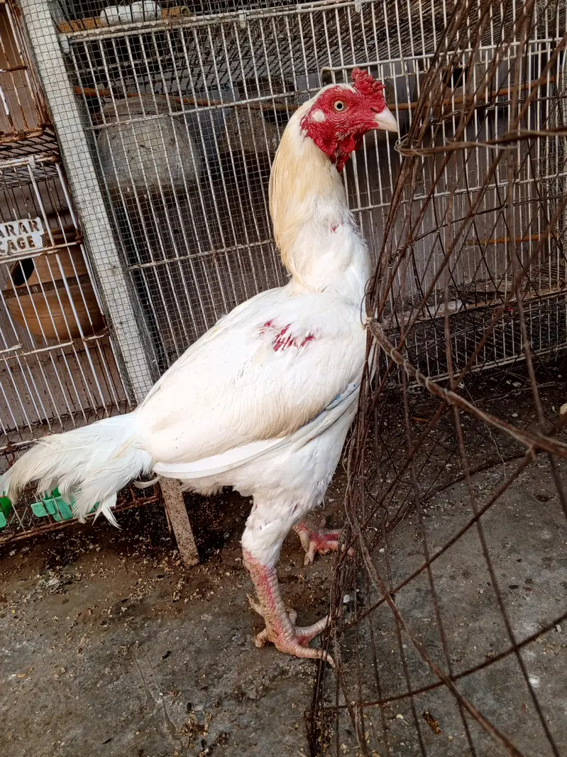 Heera Trio & Golden Buff Female — photo 2