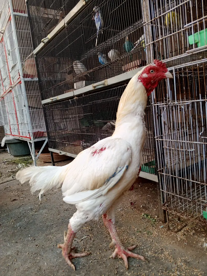 Heera Trio & Golden Buff Female — photo 3