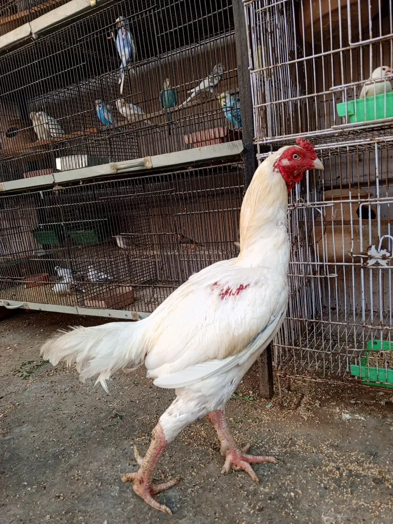 Heera Trio & Golden Buff Female — photo 4