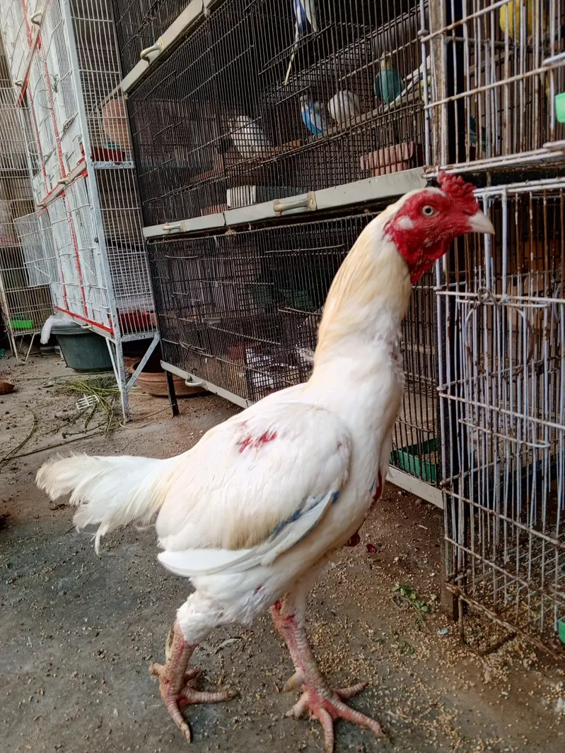 Heera Trio & Golden Buff Female — photo 5