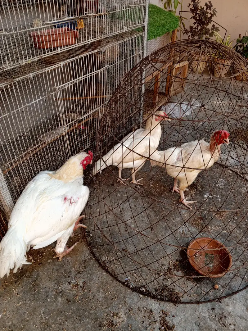 Heera Trio & Golden Buff Female — photo 6